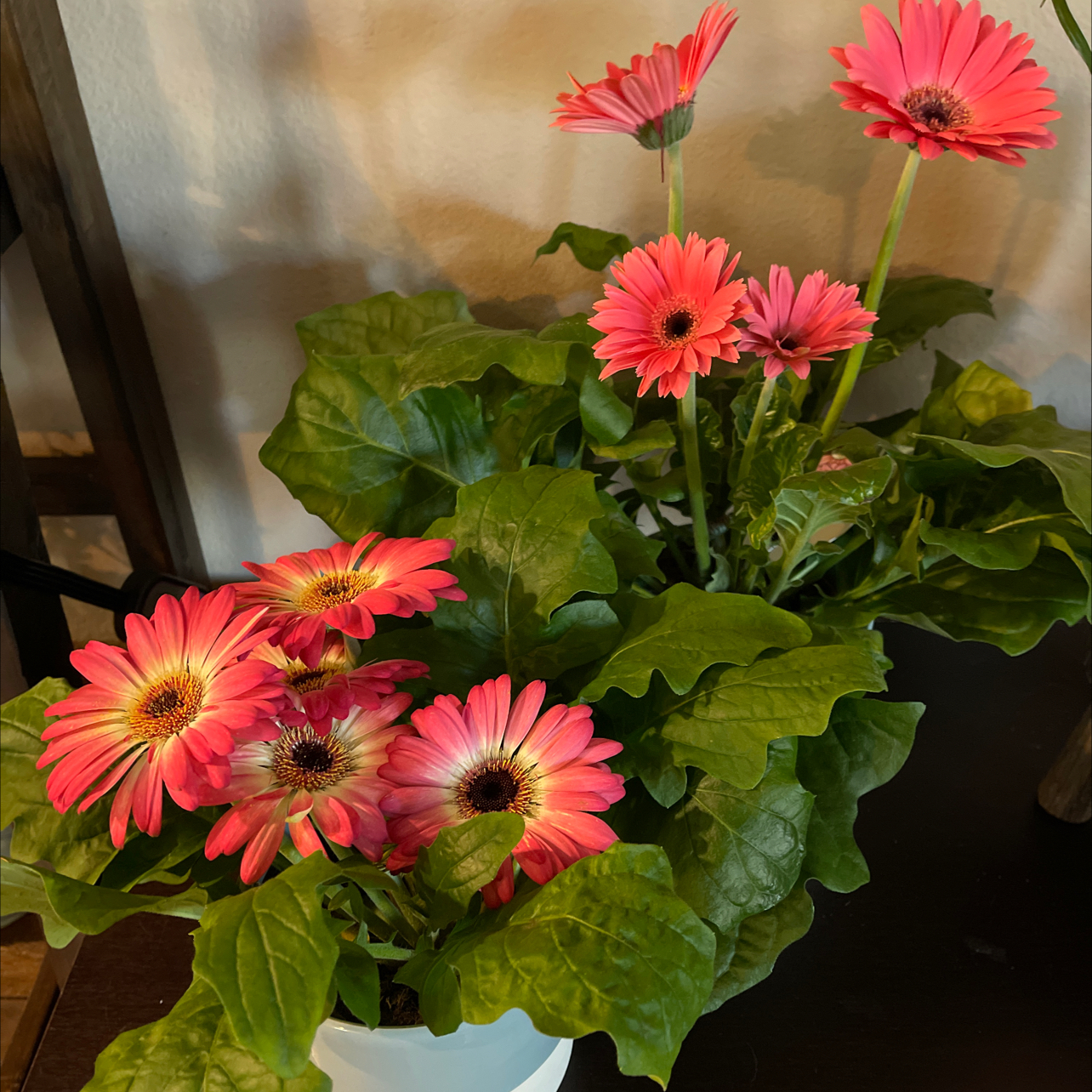 Gerbera Daisy Pink