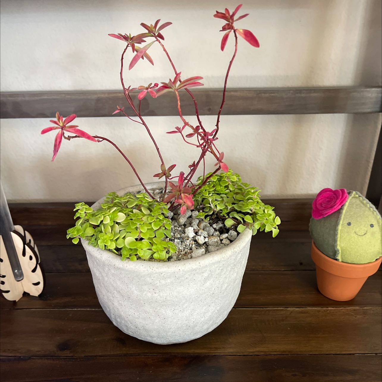 Your plant