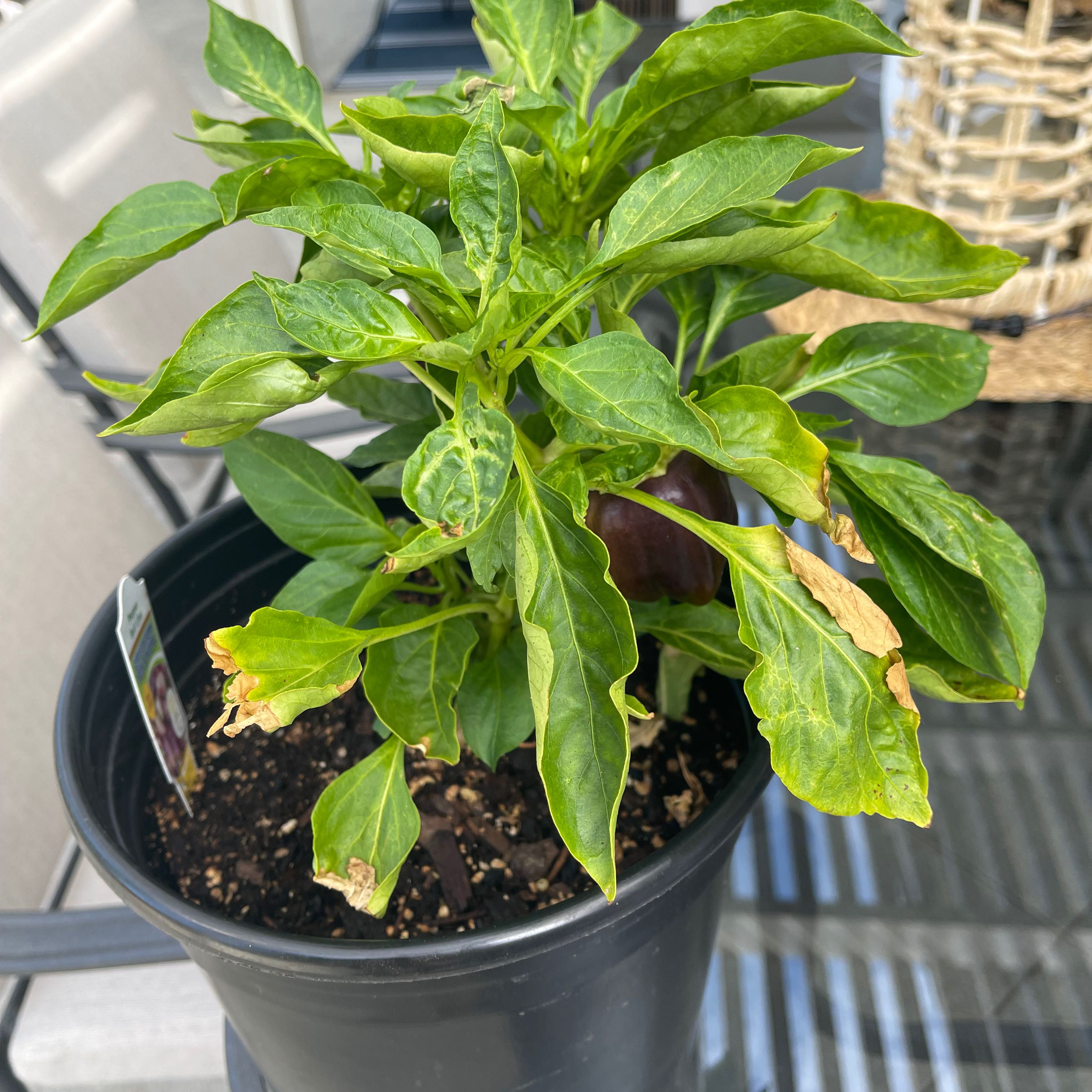 Bell Pepper Lilac