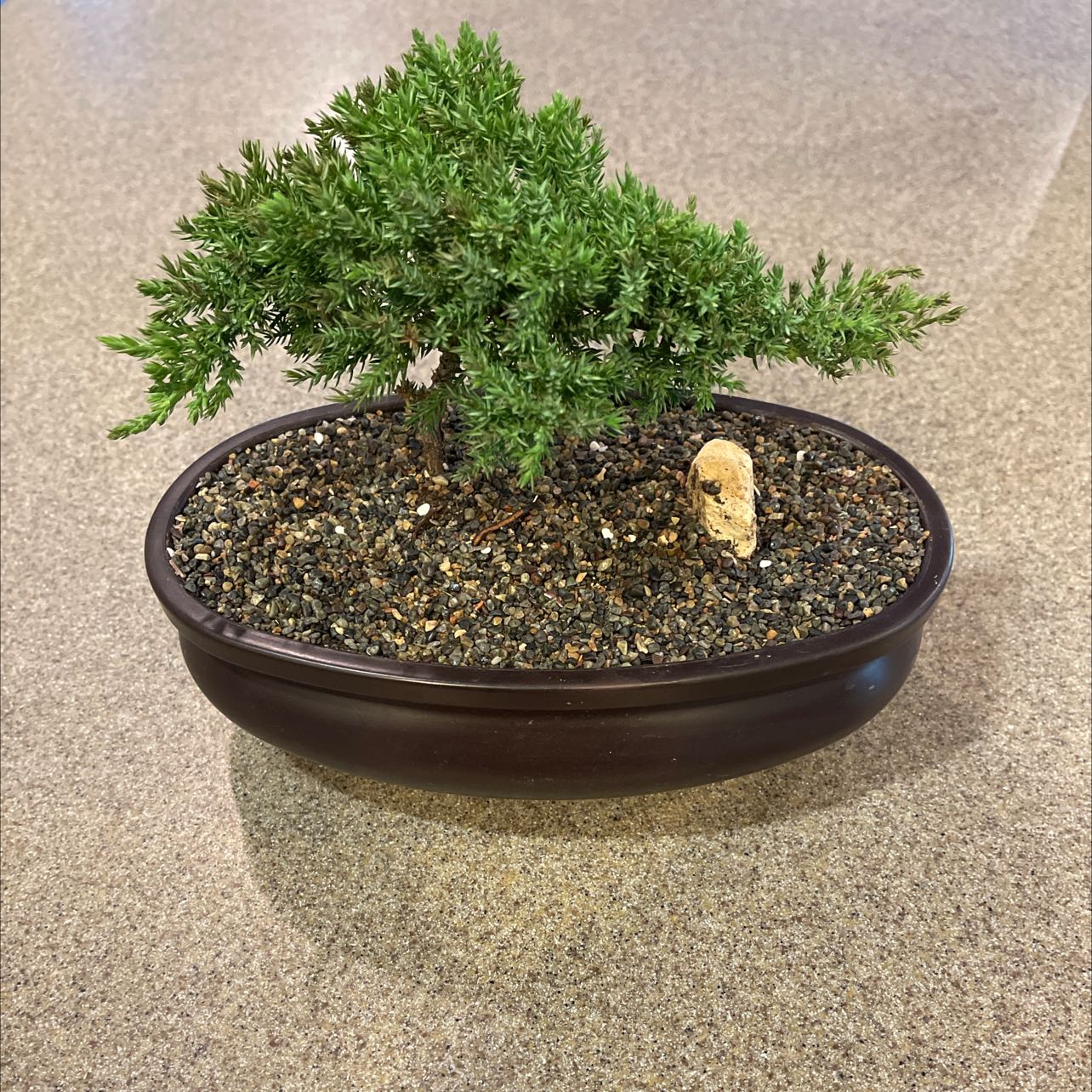 A healthy American Common Juniper bonsai in a shallow pot with visible soil.