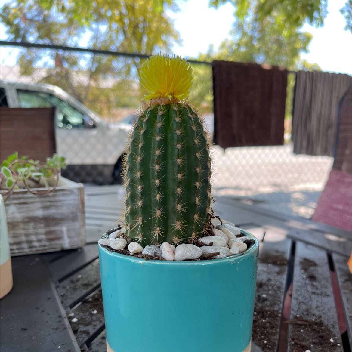 Texas Rainbow Cactus in a blue pot with a yellow flower on top.
