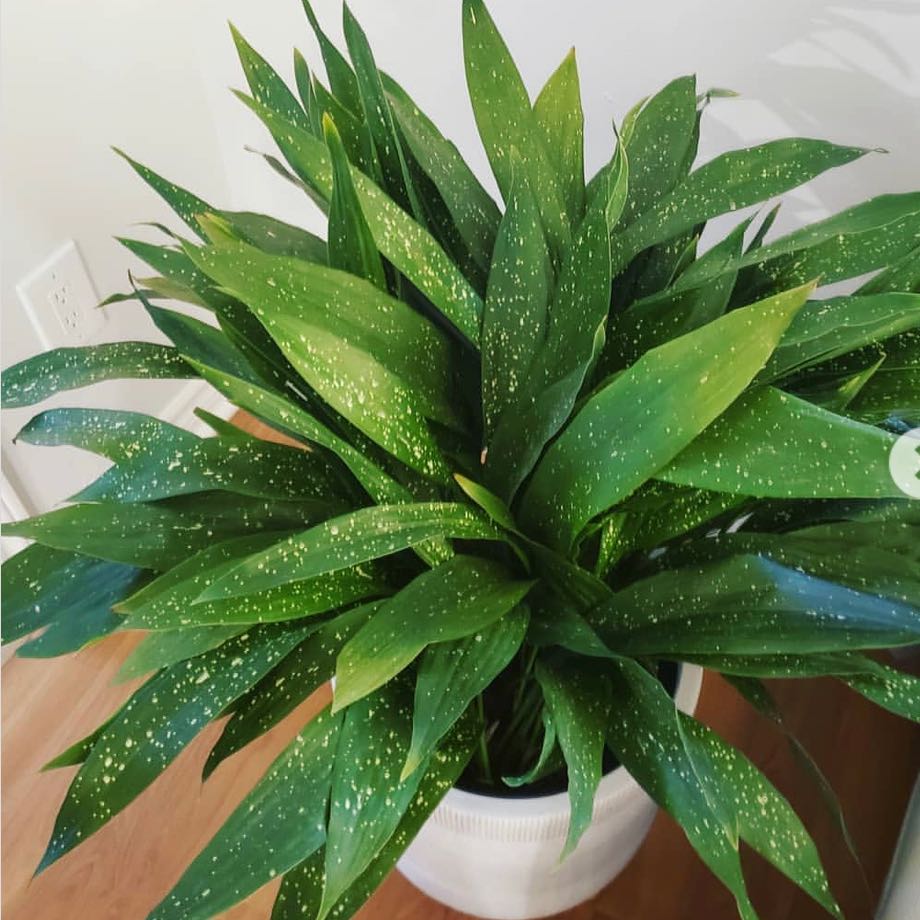Healthy Cast Iron Milky Way plant with vibrant green leaves and white speckles in a white pot.