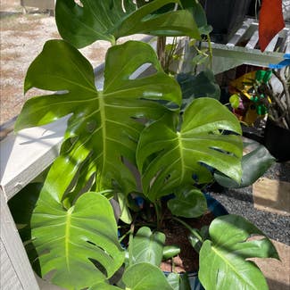 Monstera plant in Merritt Island, Florida
