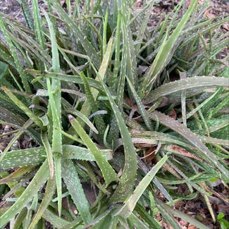 Aloe Vera plant in Merritt Island, Florida