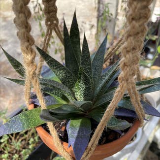 Lace Aloe plant in Merritt Island, Florida