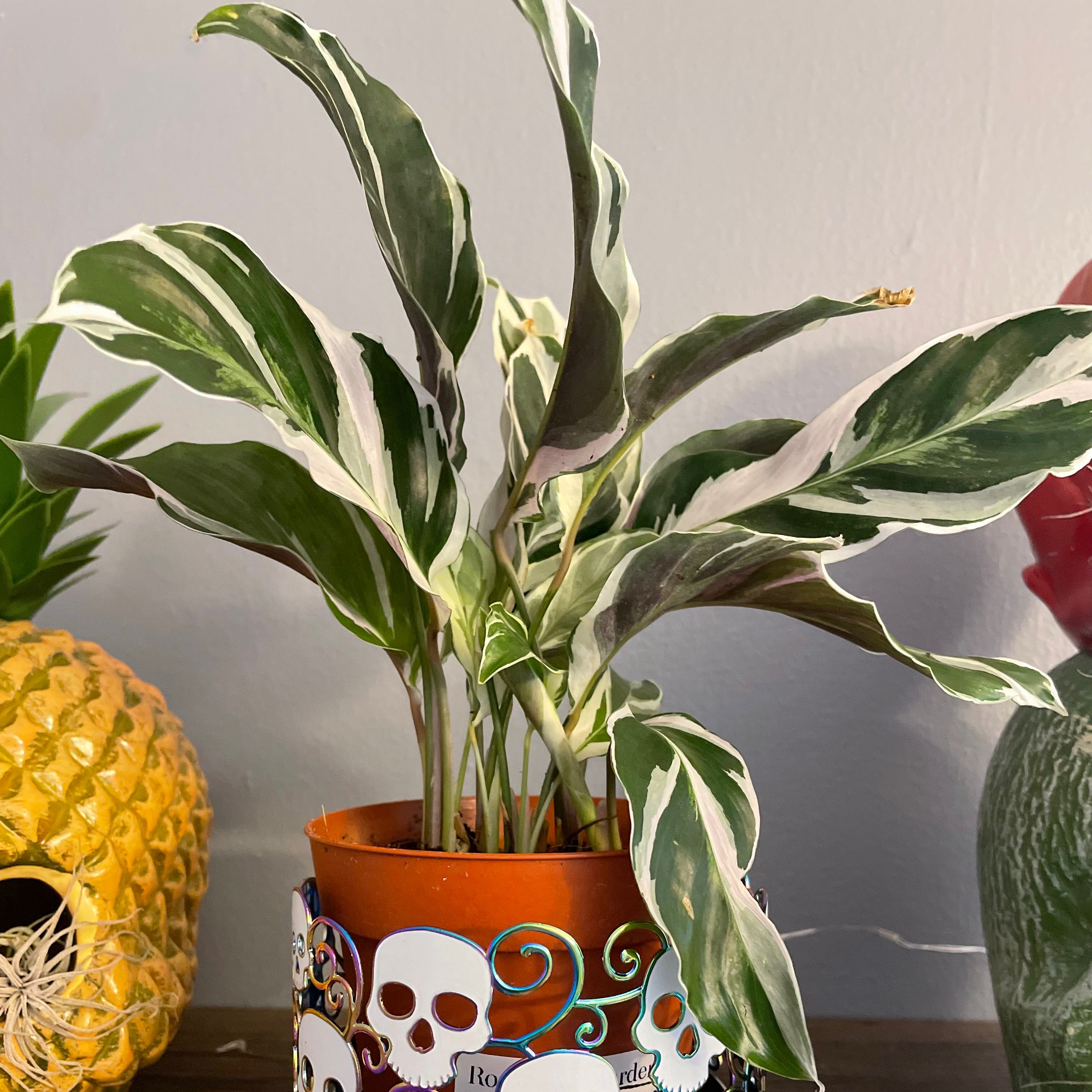 Photo of the plant species White Fusion Peacock Plant by @Crzyplantlady named Maggie on Greg, the plant care app