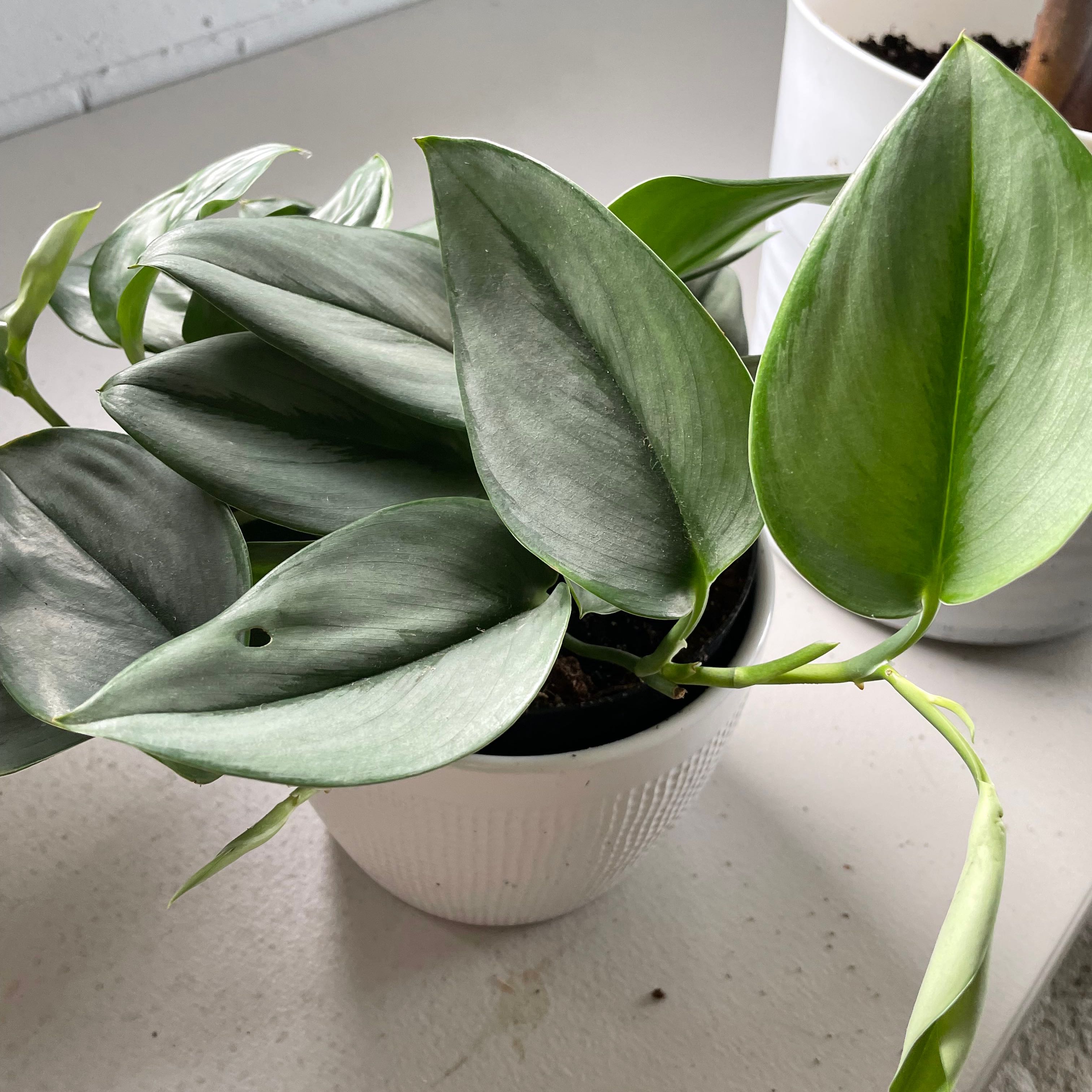 Photo of the plant species silver sword by @Crzyplantlady named Silverado on Greg, the plant care app