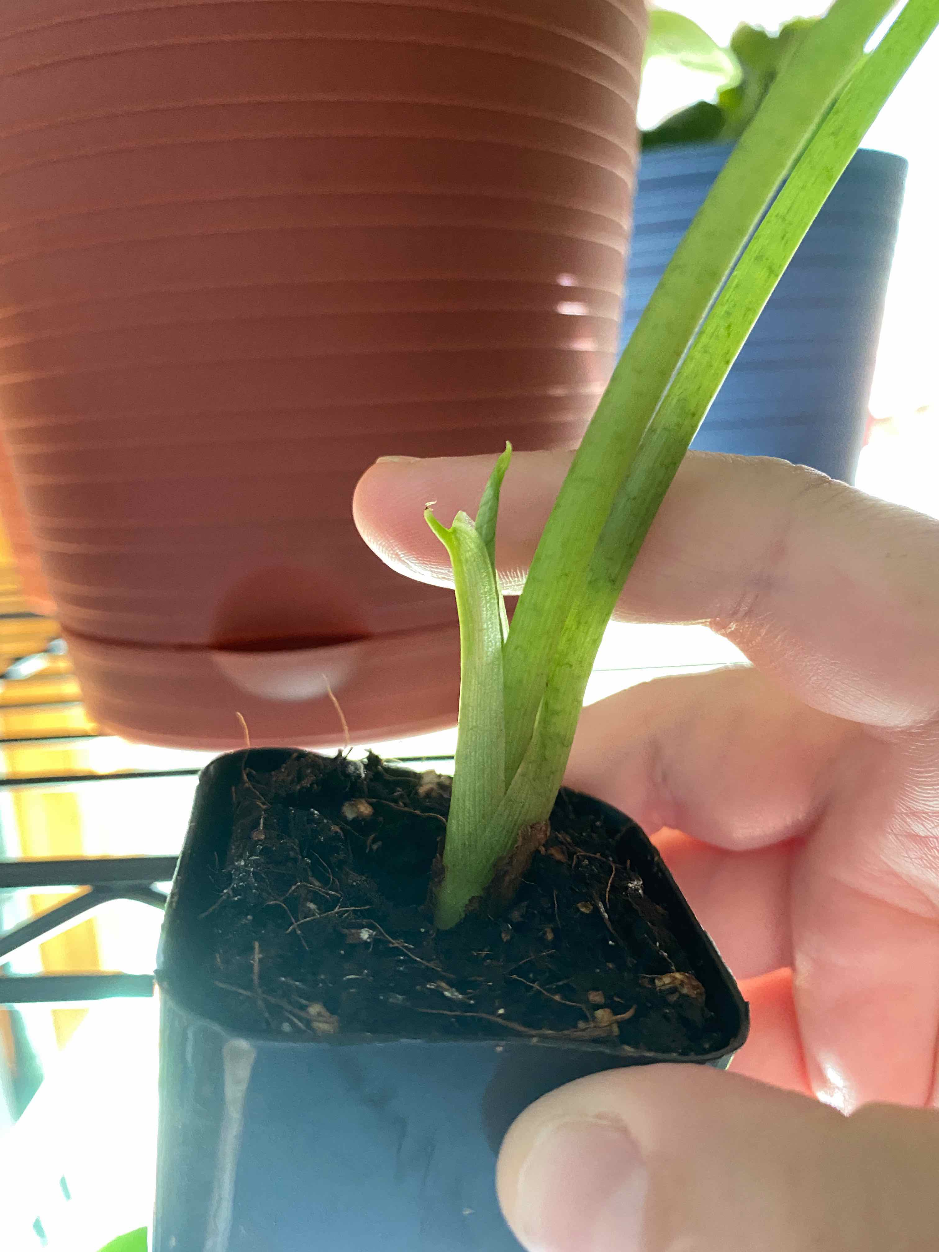 Jewel Alocasia plant in a pot with visible soil and green leaves. A hand is holding the plant.