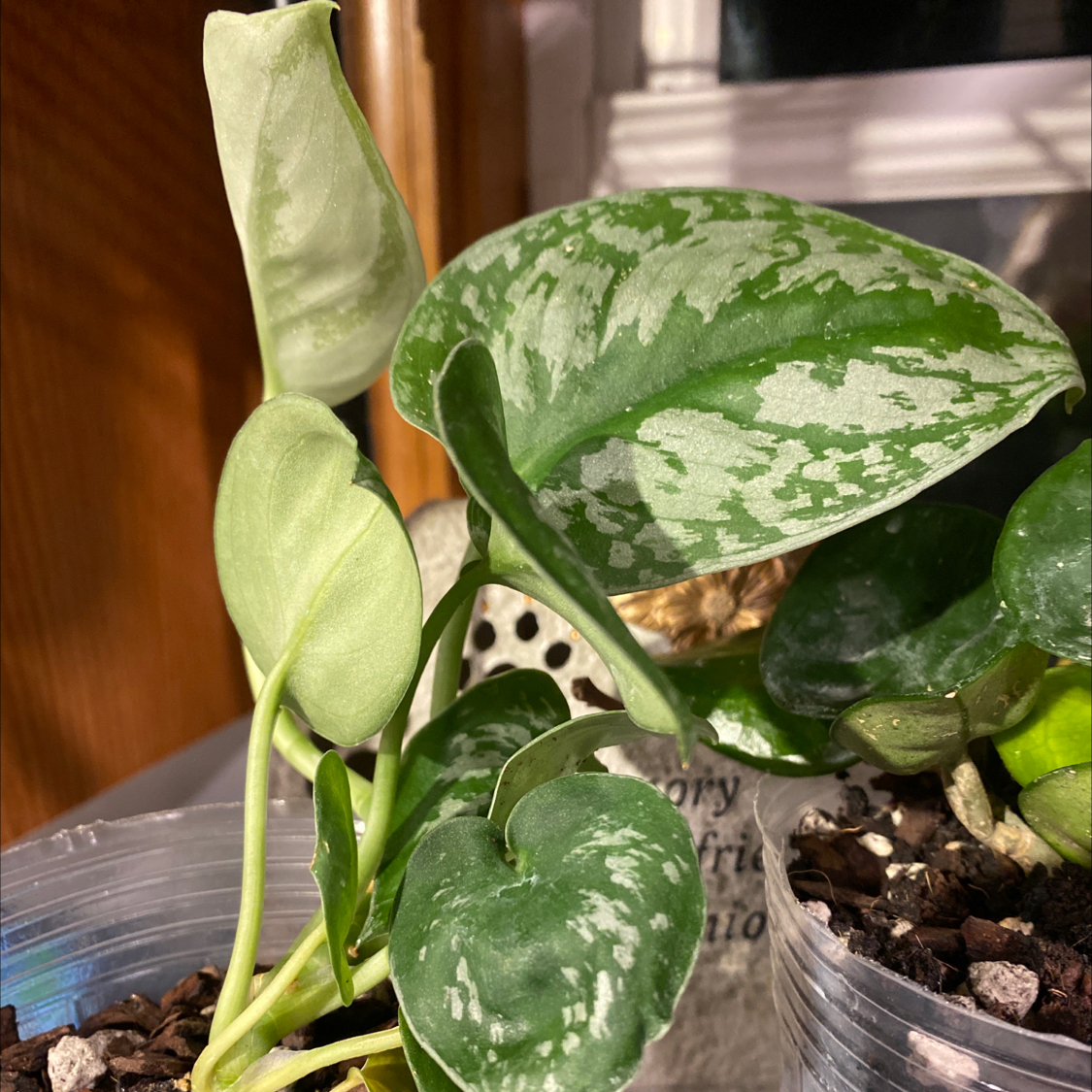 Your plant