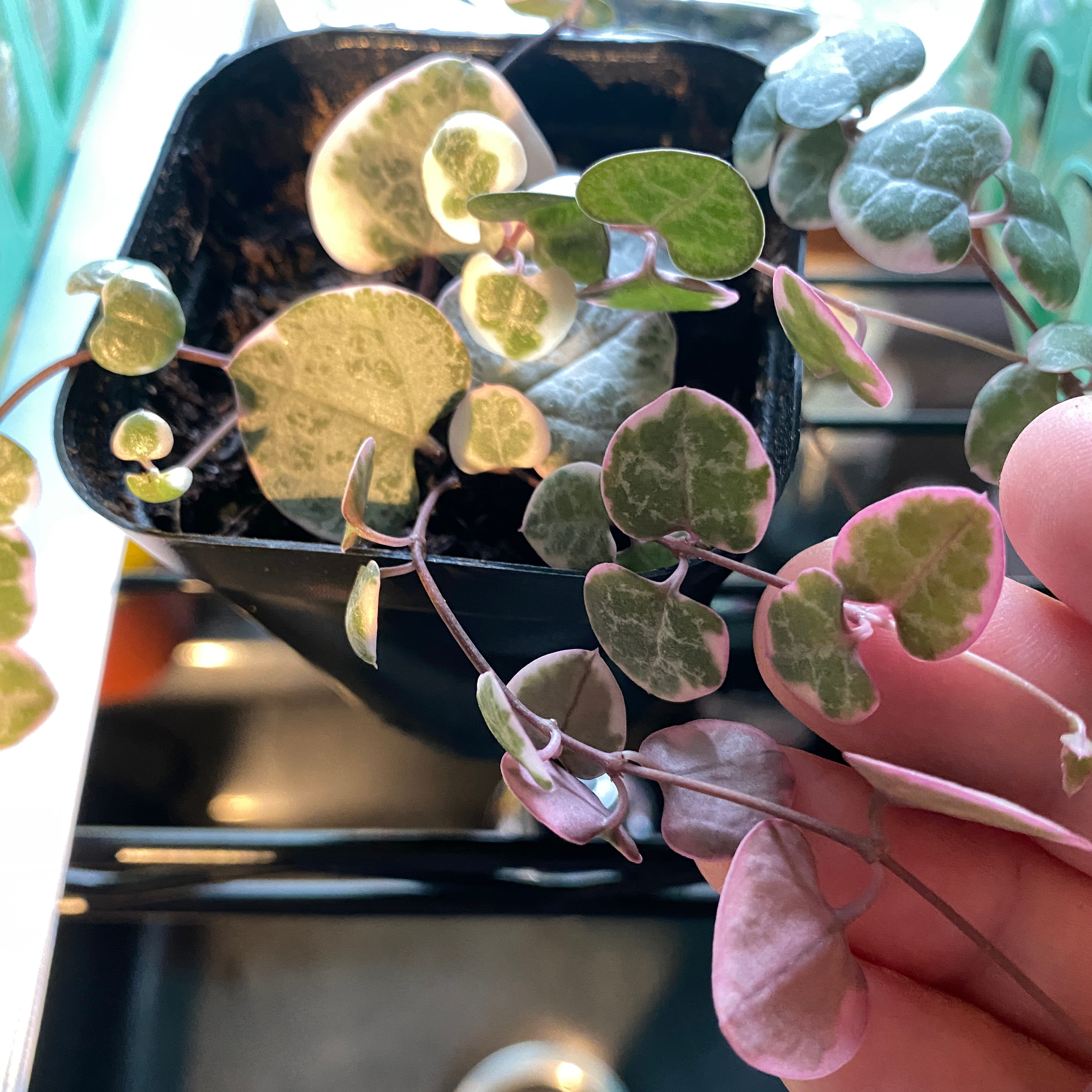 Variegated String of Hearts plant in a small black pot with visible variegated leaves and a hand holding some vines.