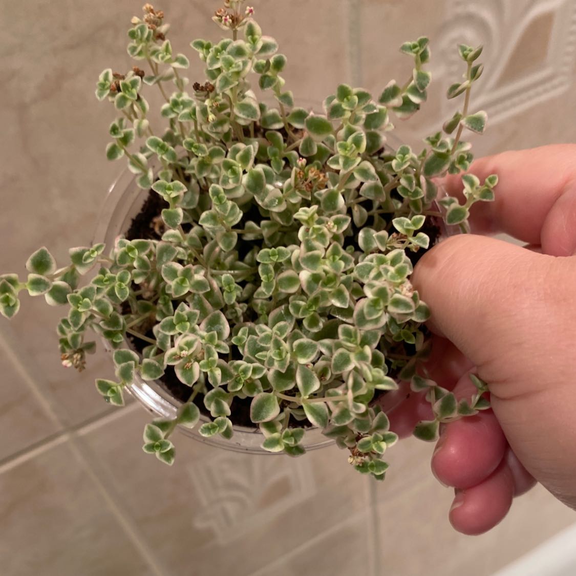 Sedum 'Little Missy' plant held by a hand, showing healthy variegated leaves.