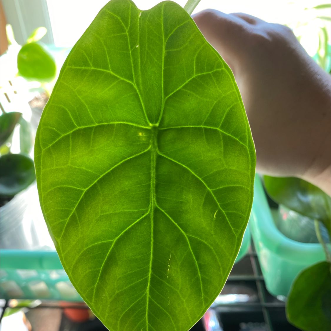A healthy green leaf of a Jewel Alocasia plant being held by a hand.