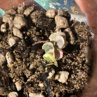 variegated string of hearts plant in Somewhere on Earth