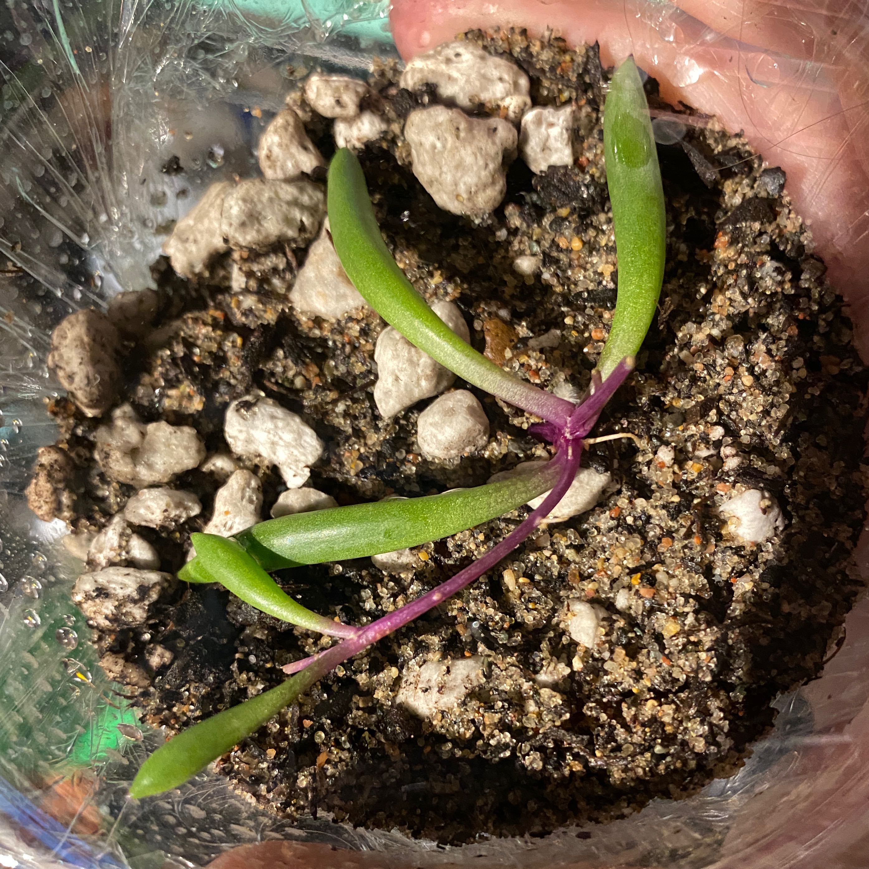 🐛 What To Do About Bugs on My String of Rubies?
