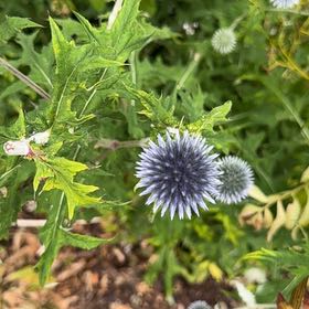 Photo of the plant species Spear Thistle by @StandupWaiuatua named Sproutacus on Greg, the plant care app