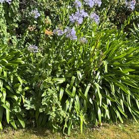 Photo of the plant species Blue Lily by @StandupWaiuatua named Clooney on Greg, the plant care app
