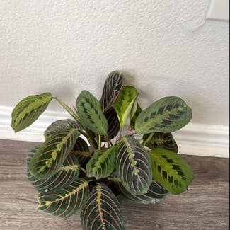 Green Prayer Plant plant in Fort Worth, Texas