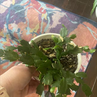 False Christmas Cactus plant in Baltimore, Maryland