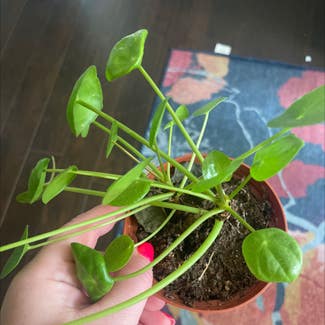 Chinese Money Plant plant in Baltimore, Maryland
