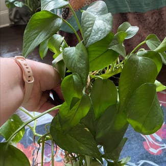 Golden Pothos plant in Baltimore, Maryland