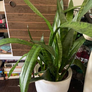 Snake Plant plant in Baltimore, Maryland