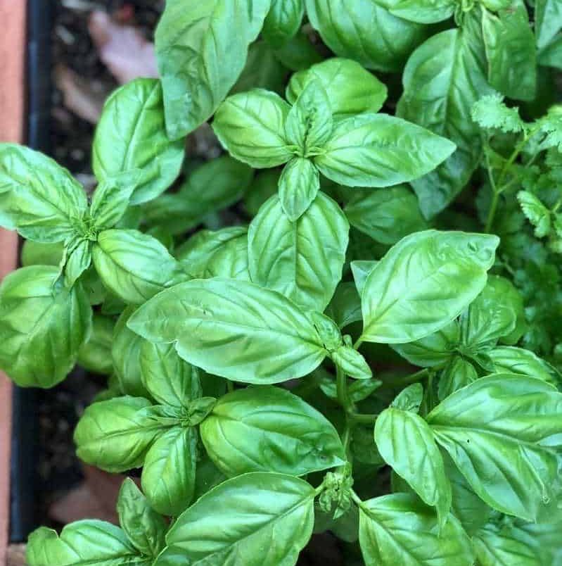 Photo of the plant species Sweet Basil by @SassyLecanora named Terra on Greg, the plant care app