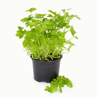 Italian Parsley plant in Somewhere on Earth