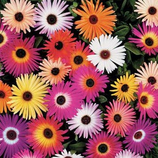 Livingstone Daisy plant in Somewhere on Earth