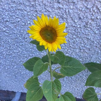 Common Sunflower plant in Somewhere on Earth