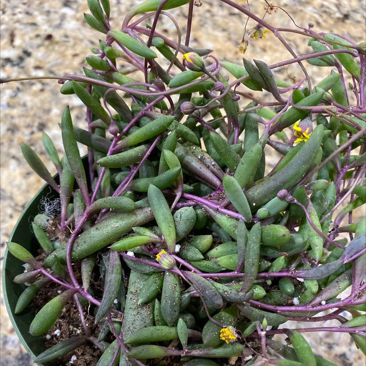 Succulent plant with elongated green leaves and small yellow flowers. Soil is visible.