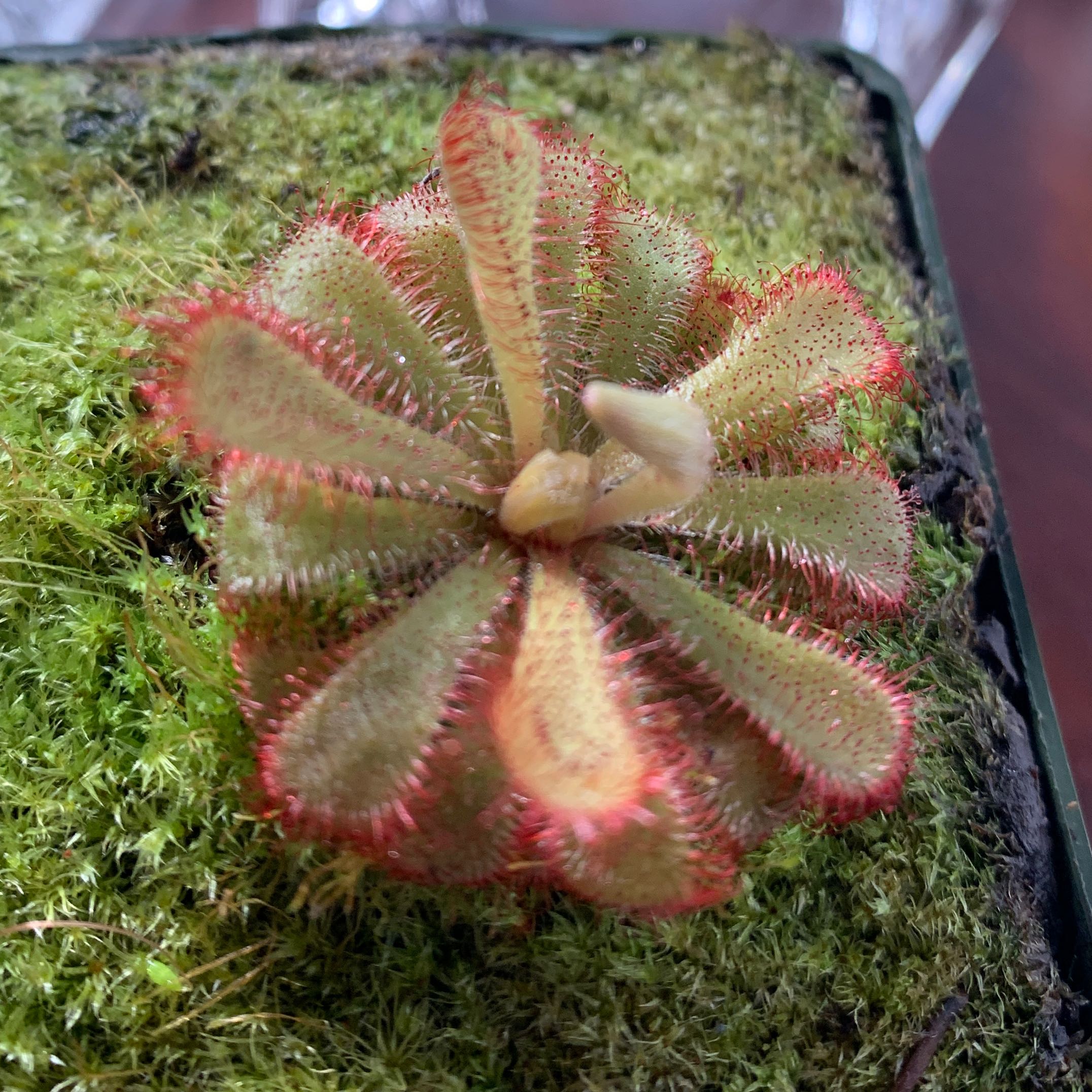 Australian Sundew plant with green leaves and red edges in a mossy substrate.