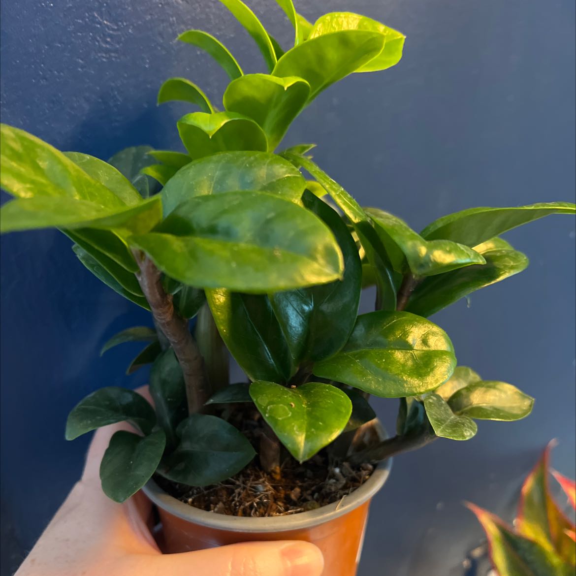 Plant care for chameleon zz on Greg, the plant care app