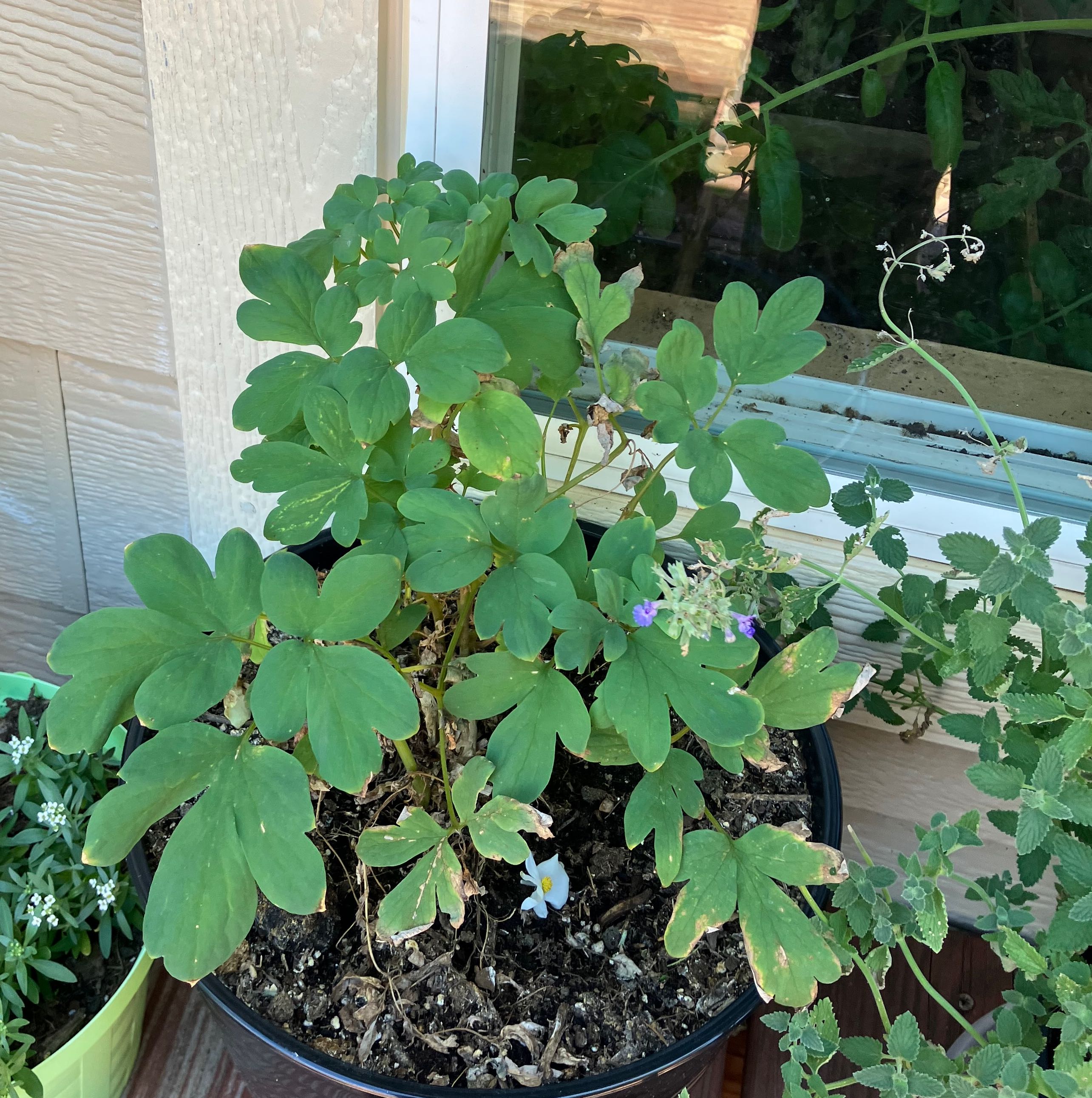 Plant care for Few-Flowered Corydalis on Greg, the plant care app