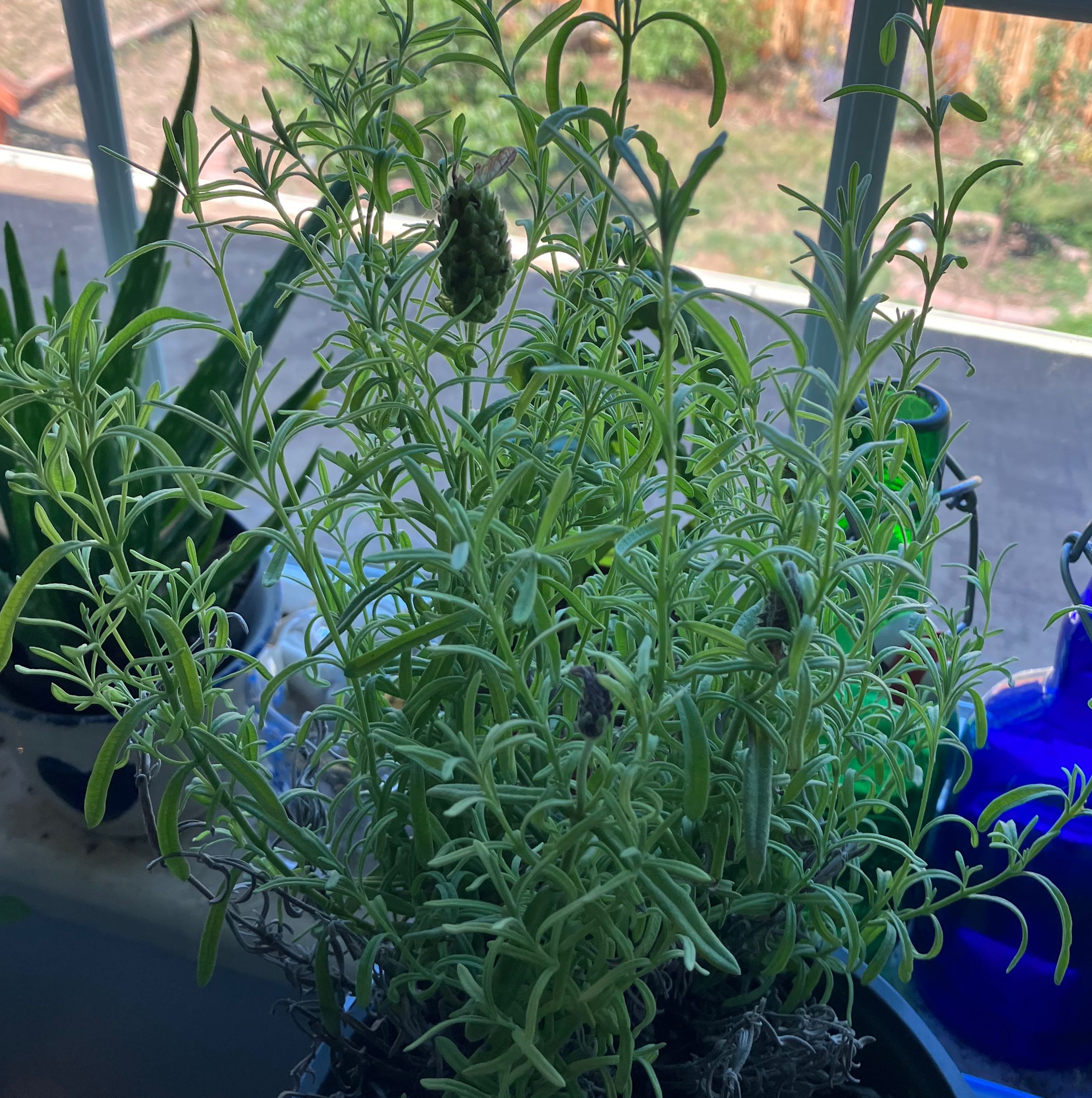 Photo of the plant species Summer savory by @LightRamarama named Fherb on Greg, the plant care app