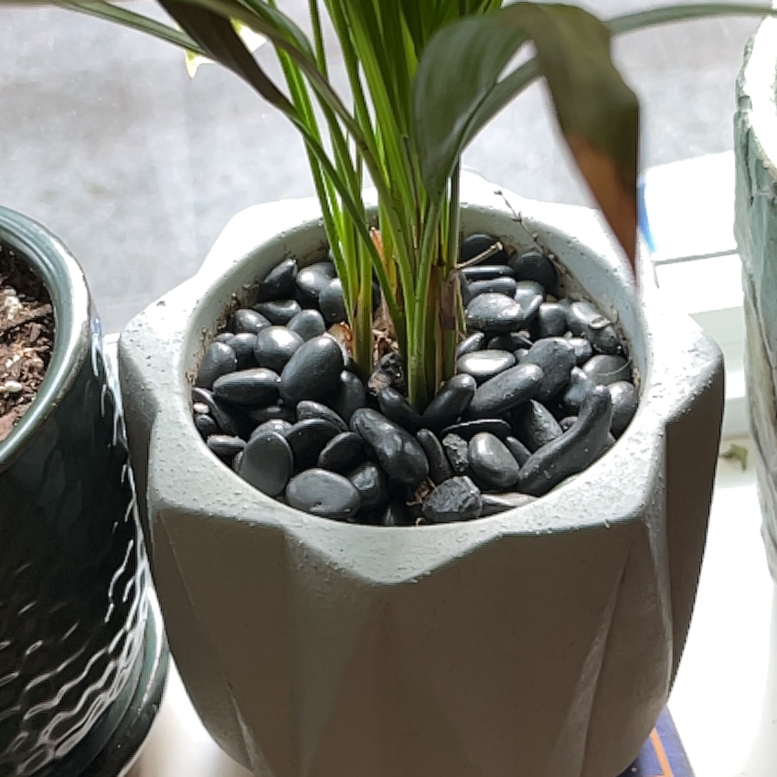 Potted Christmas Palm with decorative black stones covering the soil.