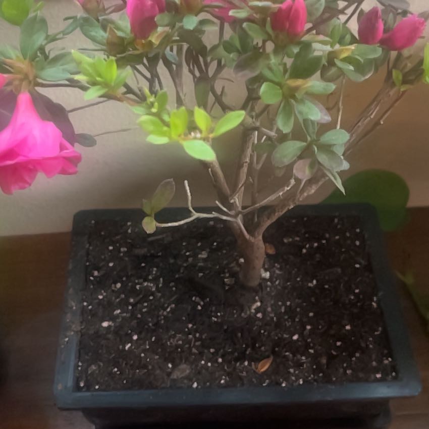 Photo of the plant species Azalea Bonsai by @CleanMayapple named Priscilla on Greg, the plant care app