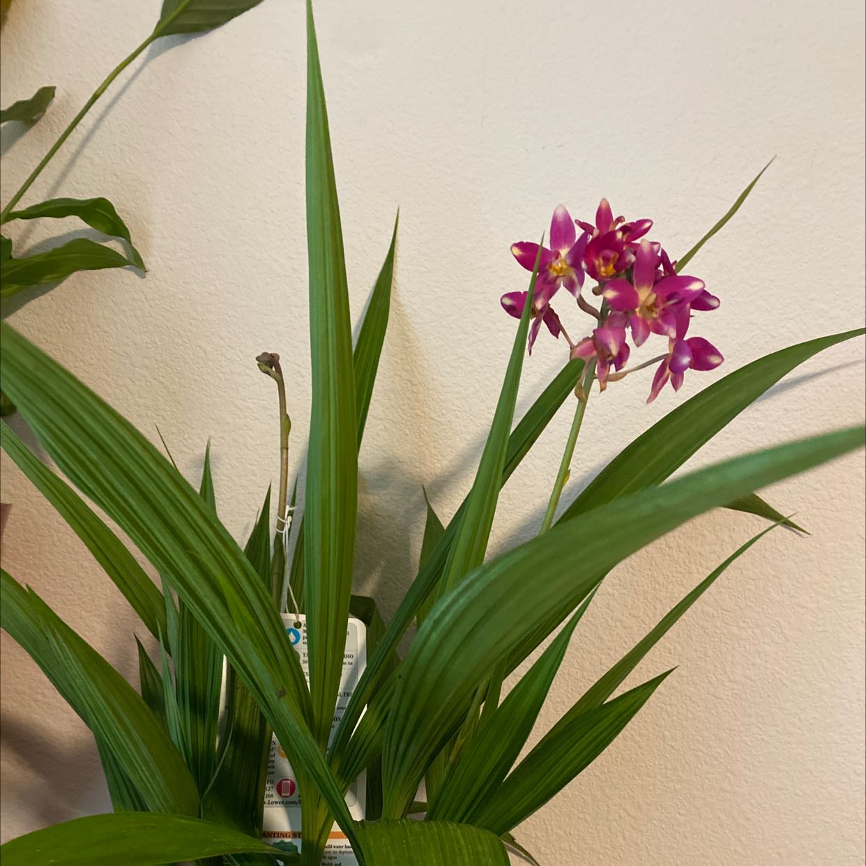 Photo of the plant species Chinese ground orchid by @ArtisteWaxivy named Purple orchid on Greg, the plant care app