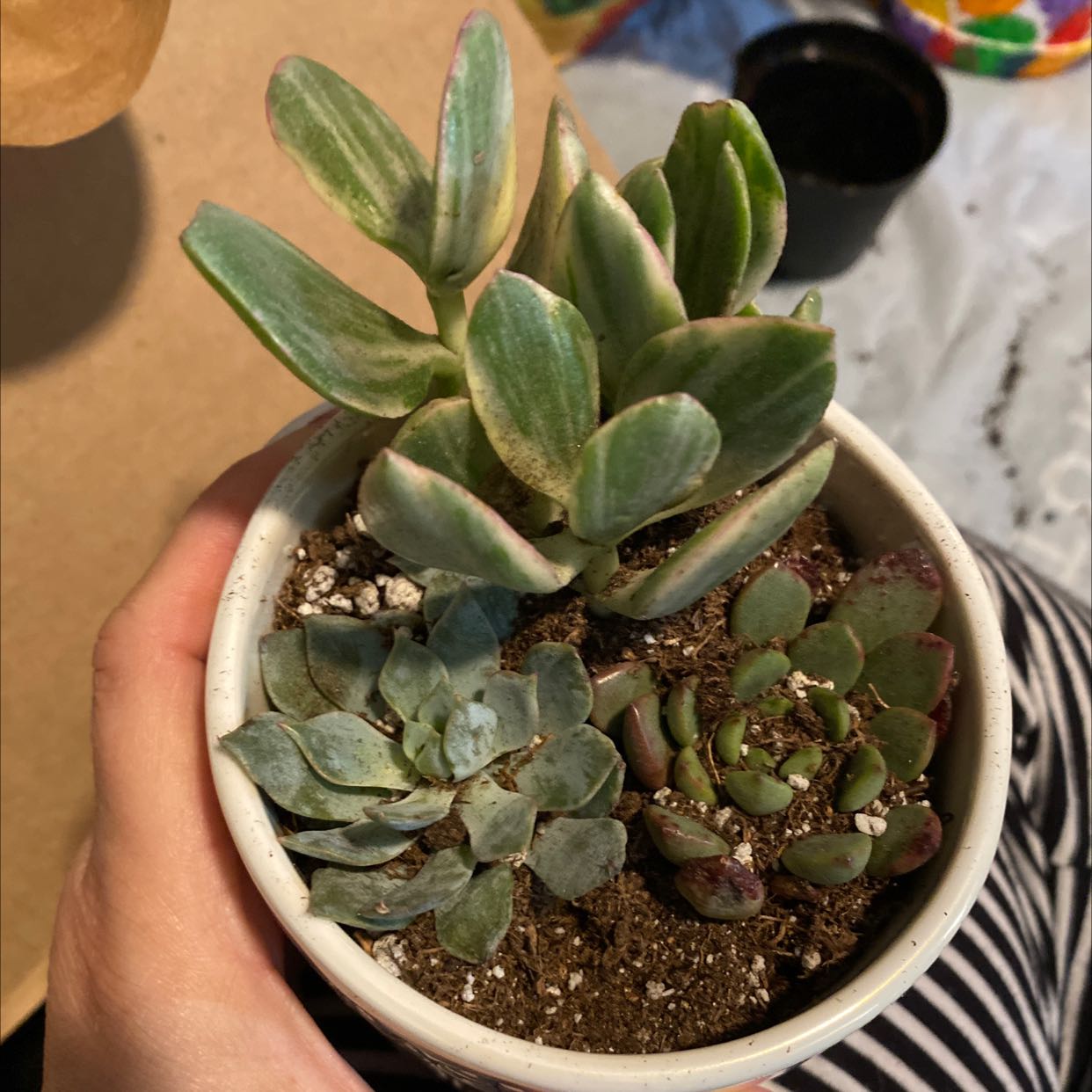 Photo of the plant species Pineapple Succulent by @ArtisteWaxivy named Peace and love on Greg, the plant care app