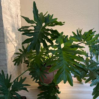 Split Leaf Philodendron plant in Denton, Texas