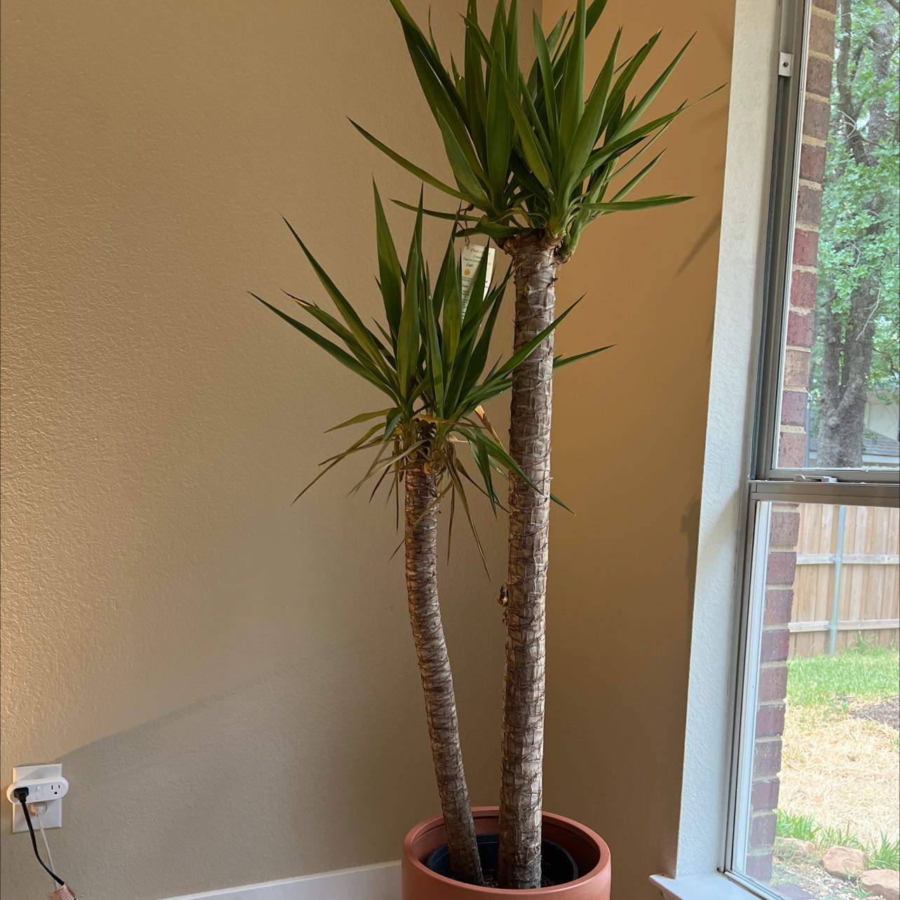 Photo of the plant species Blue-Stem Yucca by @cjfromak named Yucca on Greg, the plant care app