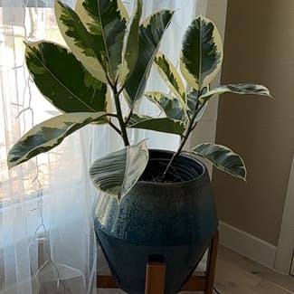 Variegated Rubber Tree plant in Denton, Texas