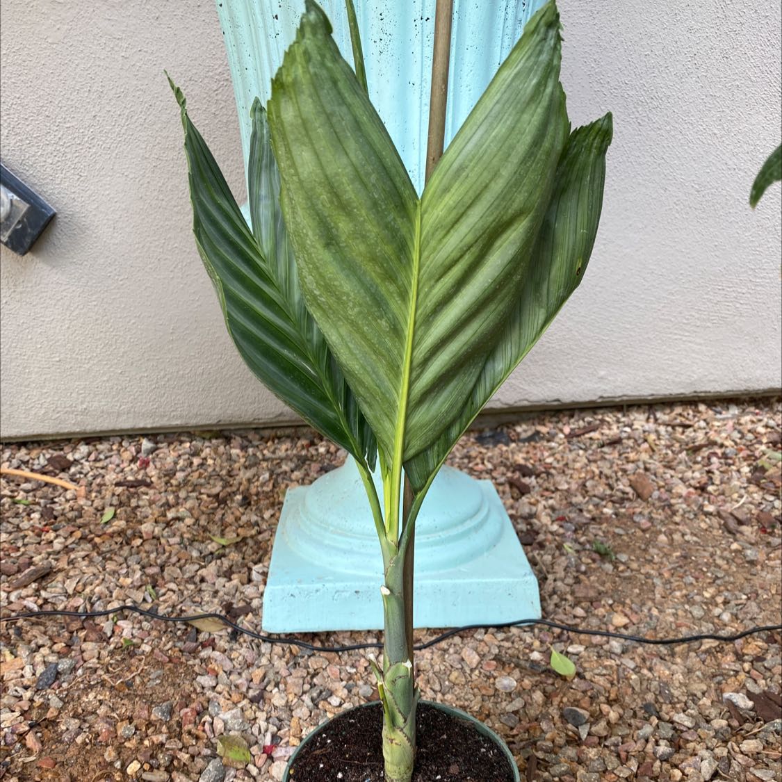 Photo of the plant species Metal Palm Tree by @HelpfulShallot named Metallic Palm on Greg, the plant care app