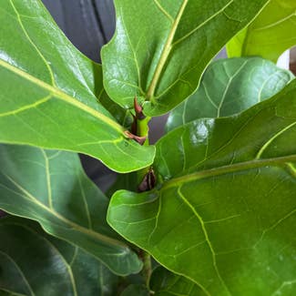 Fiddle Leaf Fig plant in Hickory, North Carolina