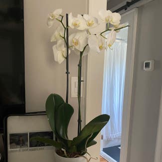 Phalaenopsis Orchid plant in Hickory, North Carolina