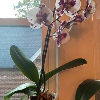 Phalaenopsis Orchid plant in Hickory, North Carolina