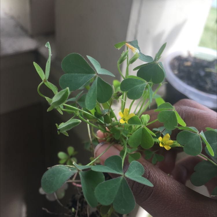 Common Yellow Woodsorrel plant with green leaves and yellow flowers, held by a hand.