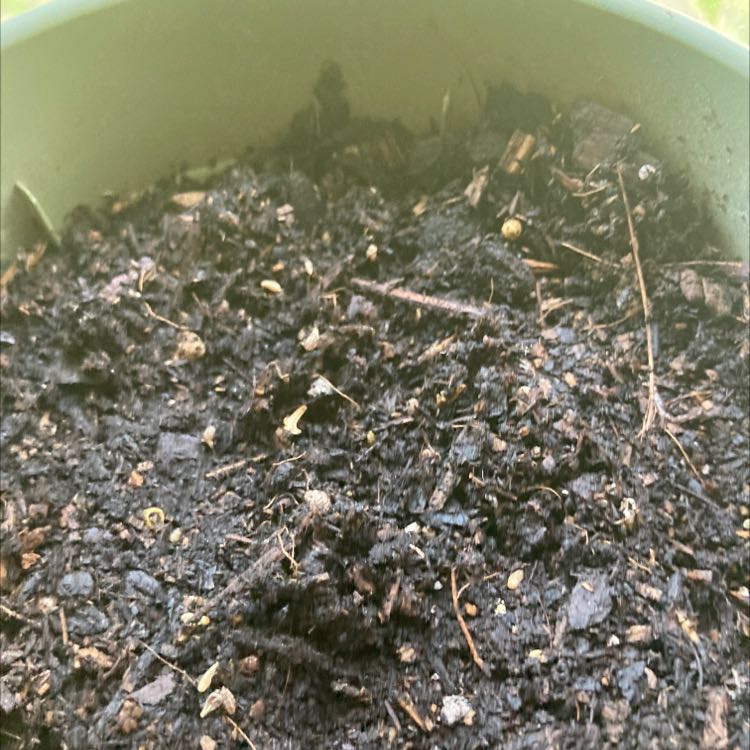 Photo of the plant species Anise by @Ilovepickles named Anise on Greg, the plant care app