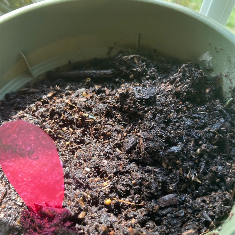 Plant care for Ferula daninii on Greg, the plant care app