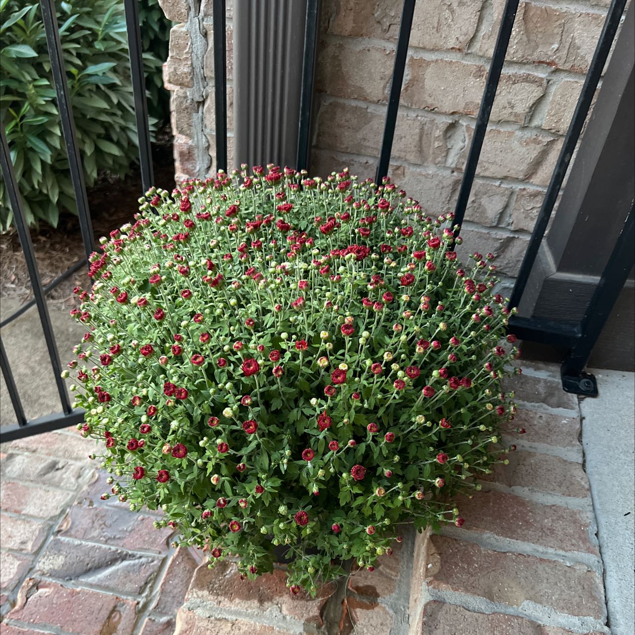 Chrysanthemum plant with numerous small red flower buds, healthy and well-maintained.