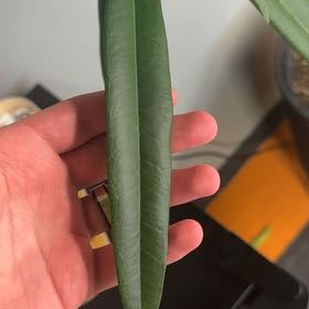 Photo of the plant species Caper Spurge by @SmartRosea named Harmony on Greg, the plant care app